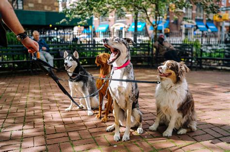 Wanted- Part time Dog Walker 17-23 per hour. . Dog walking jobs nyc